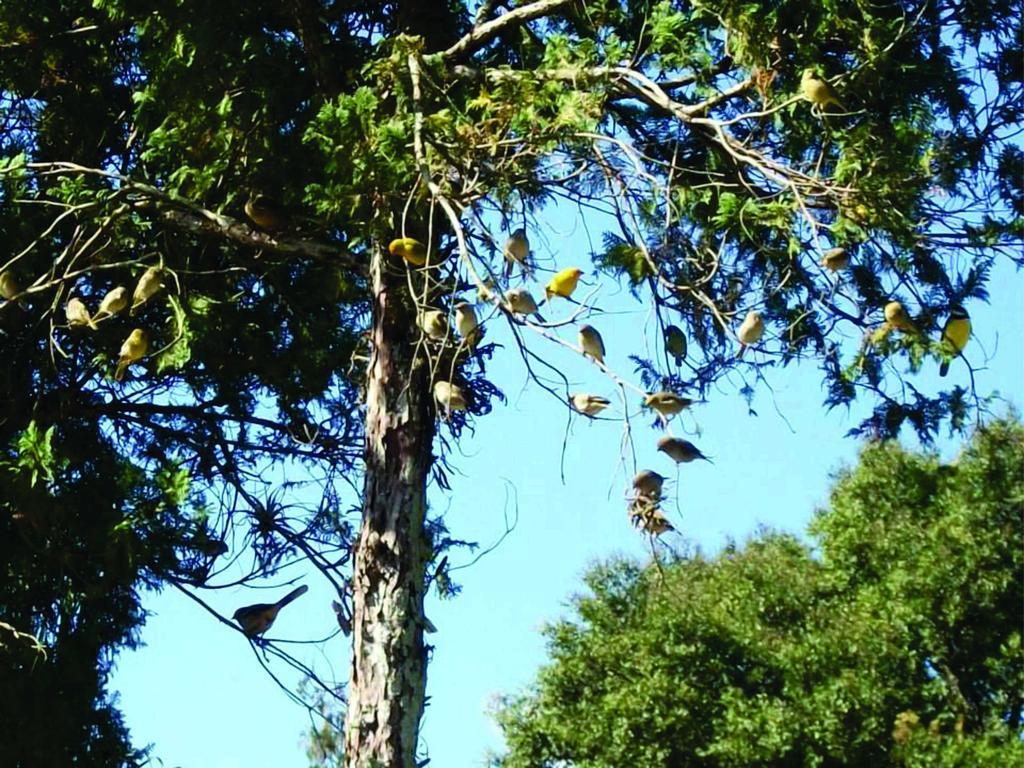 Pousada Nova Estancia Socorro  Eksteriør bilde
